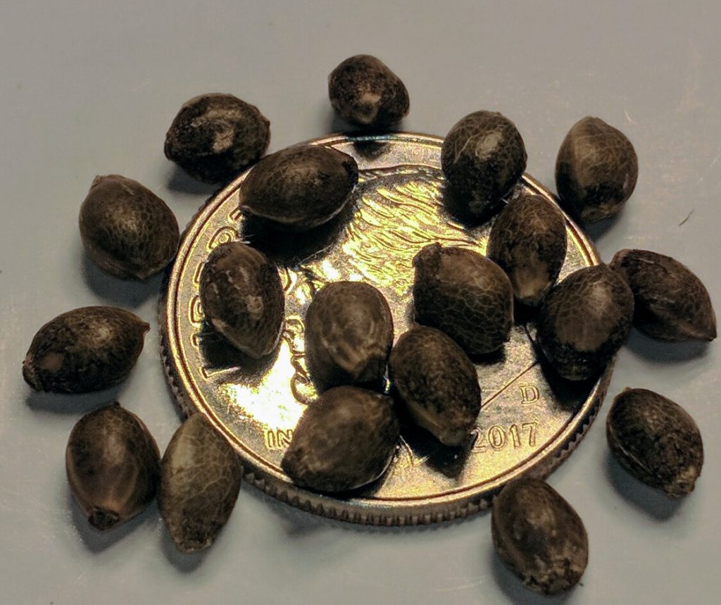 Purple Afghani (Pure Indica) @26% THC – CaliBest420Seeds